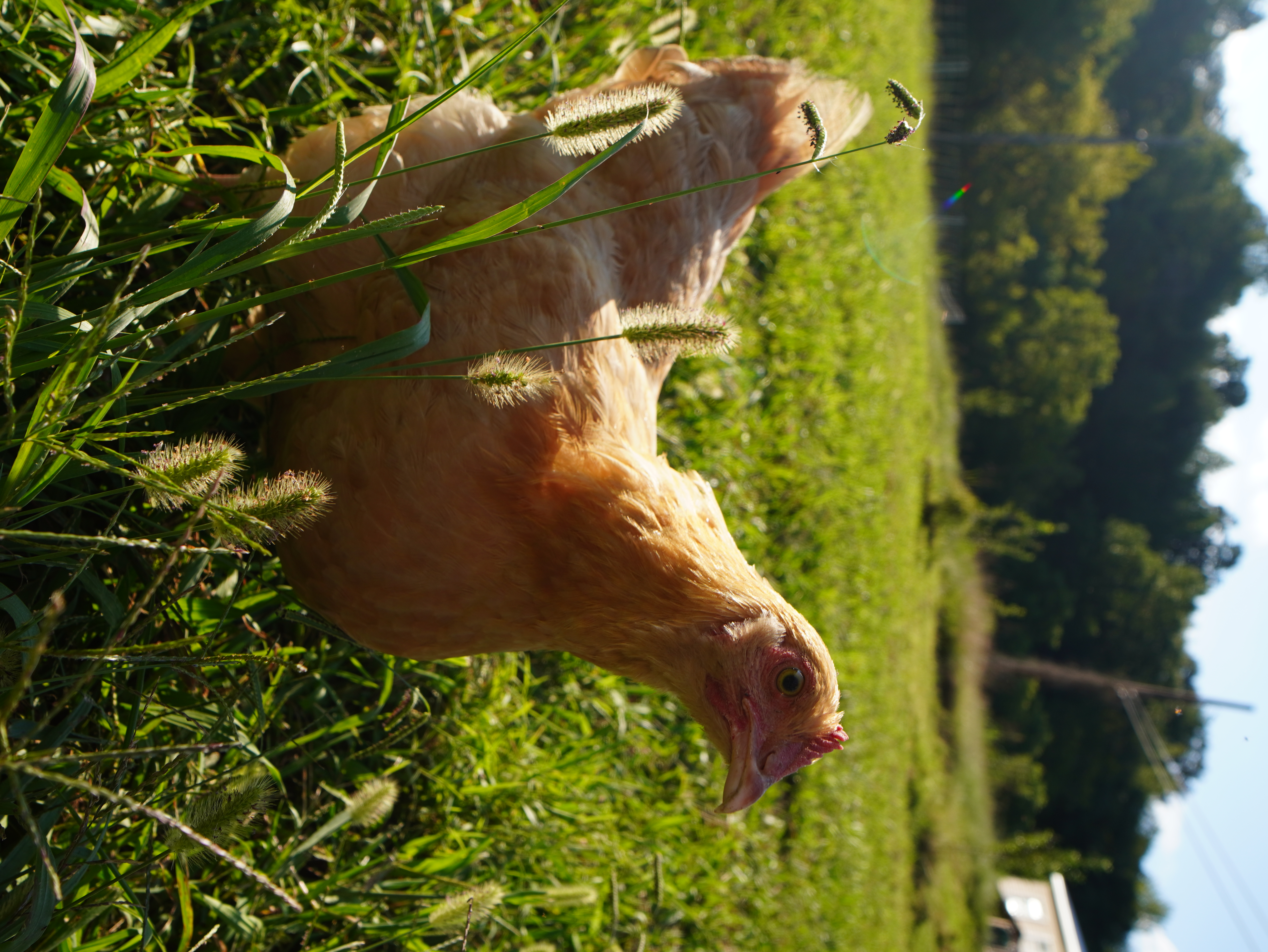 Why Buff Orpington Chickens Are Great for the Homestead